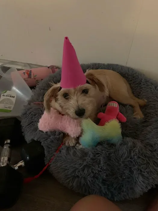 Petra Pet Clinic 8
