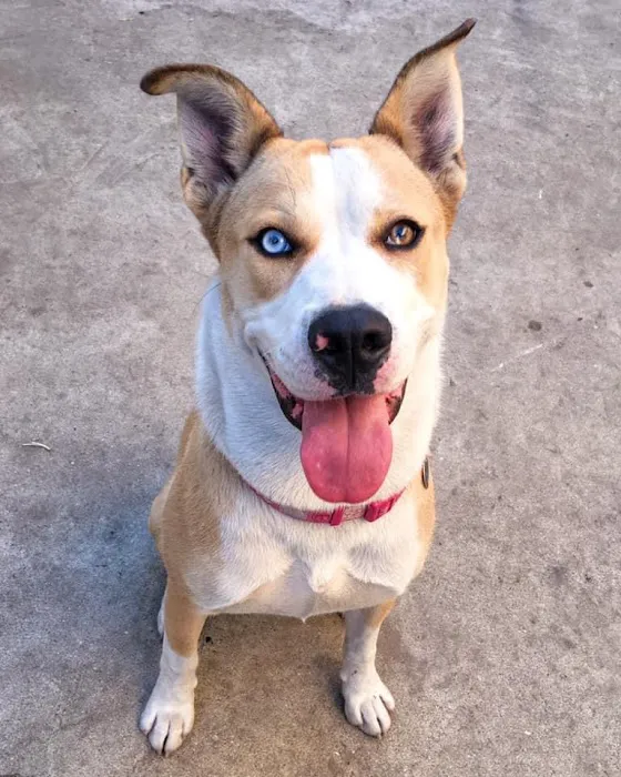 VCA La Mirada Animal Hospital 9