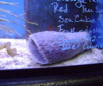 Aquatic Creations LLC DBA Blue Light Aquatics