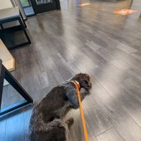 Banfield Pet Hospital ico