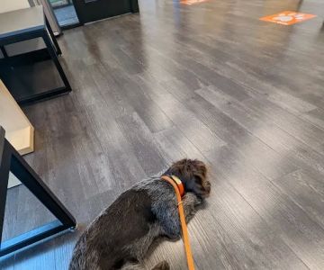 Banfield Pet Hospital