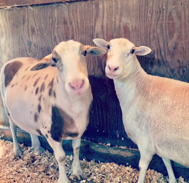 Twin Pines Animal Hospital 12