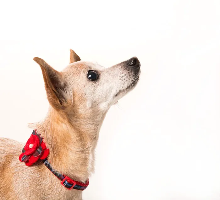 Twin Pines Animal Hospital 12