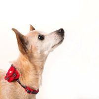 Twin Pines Animal Hospital ico