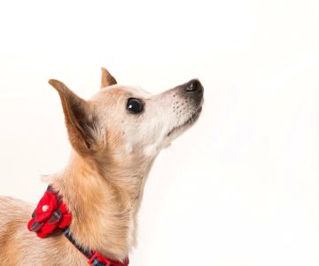 Twin Pines Animal Hospital