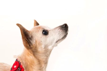 Twin Pines Animal Hospital