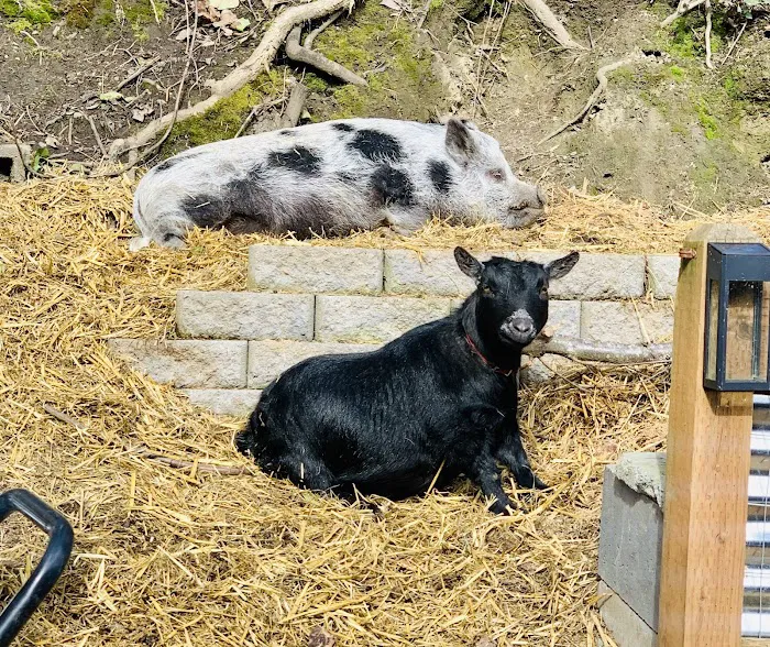 Twin Pines Animal Hospital 12