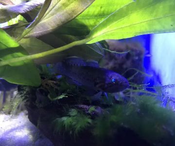Fish Nook Pet Center