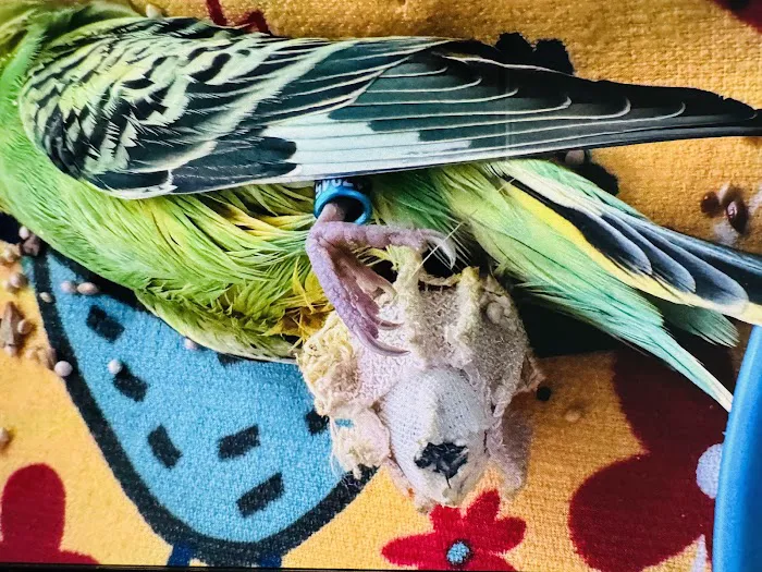 Center for Bird and Exotic Animal Medicine 12