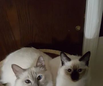 Blueberry Basket Cattery