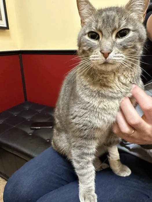 Cat Clinic At Canyon Park 12