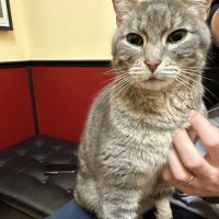 Cat Clinic At Canyon Park ico