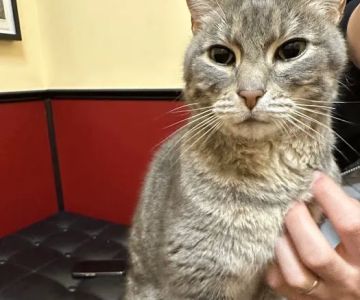 Cat Clinic At Canyon Park