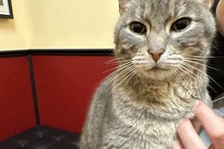 Cat Clinic At Canyon Park