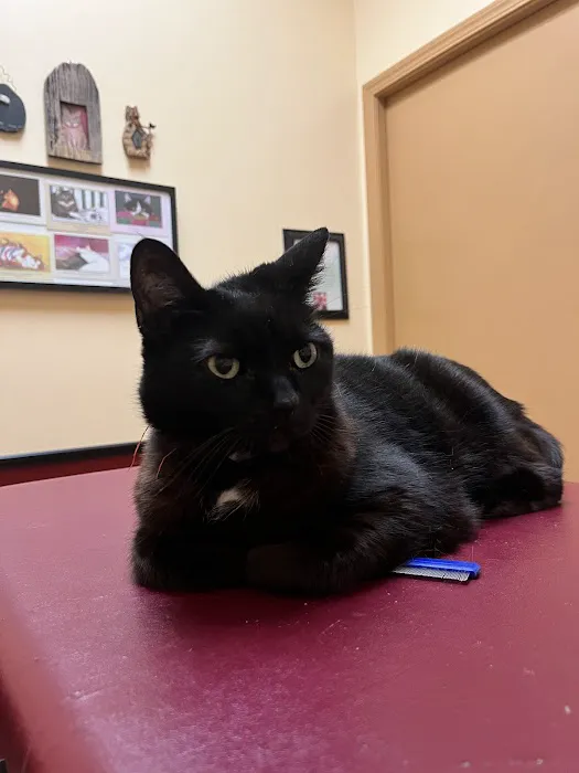 Cat Clinic At Canyon Park 12