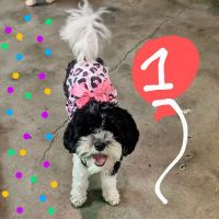 Cedar Plaza Veterinary Clinic ico