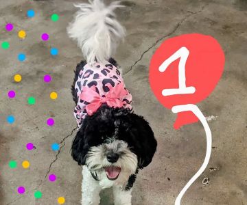 Cedar Plaza Veterinary Clinic