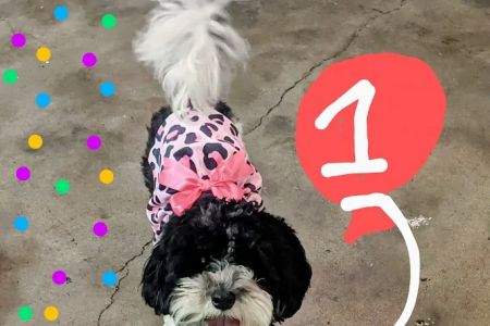 Cedar Plaza Veterinary Clinic