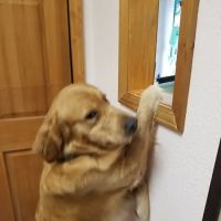 Canyon Park Veterinary Hospital ico