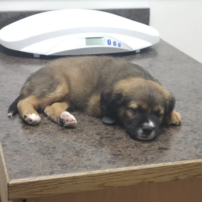 Canyon Park Veterinary Hospital 2
