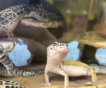 Petco