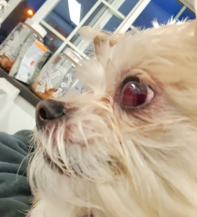 Animal Eye Clinic Inc 12
