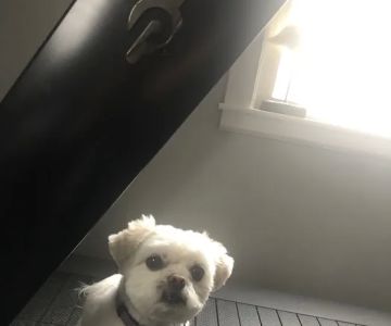 Pedziks Pets