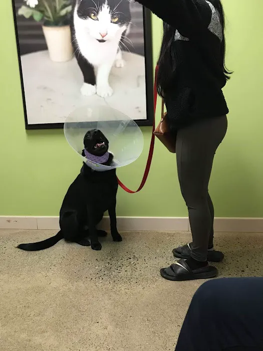 Animal Emergency & Specialty 12