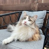 Animal Emergency & Specialty ico