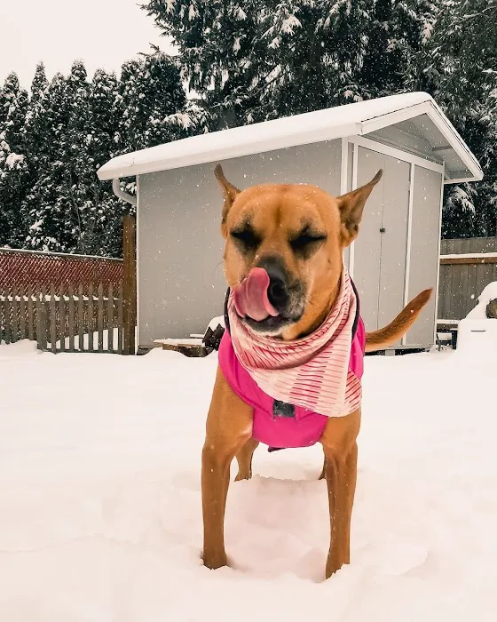 BluePearl Pet Hospital Kirkland 12