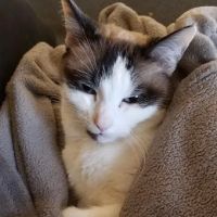 BluePearl Pet Hospital Kirkland ico