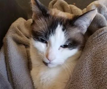 BluePearl Pet Hospital Kirkland