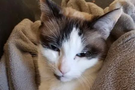 BluePearl Pet Hospital Kirkland