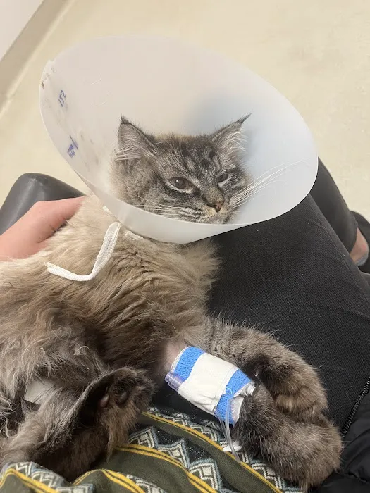 BluePearl Pet Hospital Kirkland 12