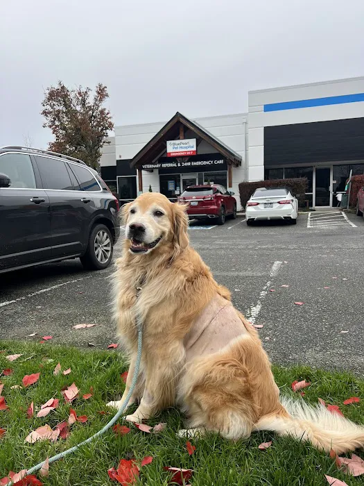 BluePearl Pet Hospital Kirkland 12