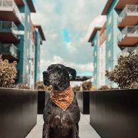 Evergreen Veterinary Hospital ico