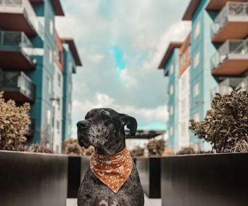Evergreen Veterinary Hospital