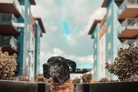 Evergreen Veterinary Hospital