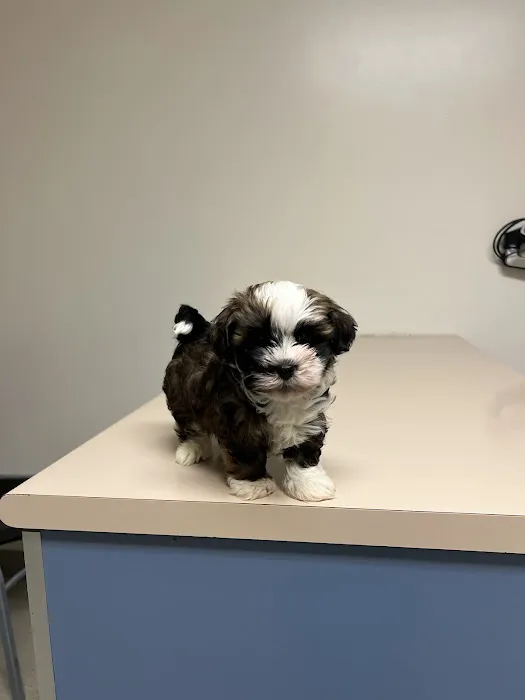 Evergreen Veterinary Hospital 12