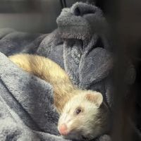 Evergreen Avian and Exotic Animal Hospital ico