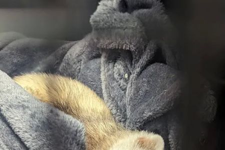 Evergreen Avian and Exotic Animal Hospital