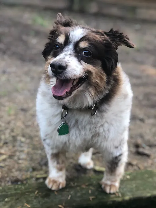 Critter Doctor Animal Hospital is Now BoosterPet - Kirkland 12