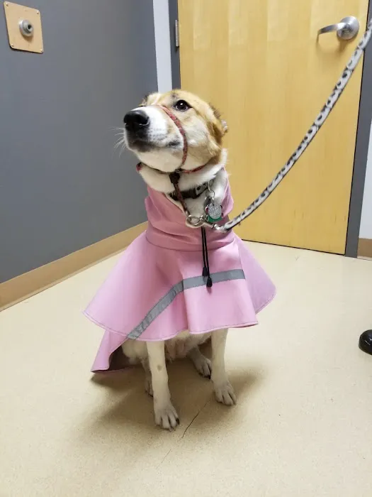Critter Doctor Animal Hospital is Now BoosterPet - Kirkland 12