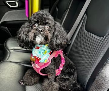 Petco