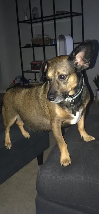 Hollywood Hill Animal Hospital 12