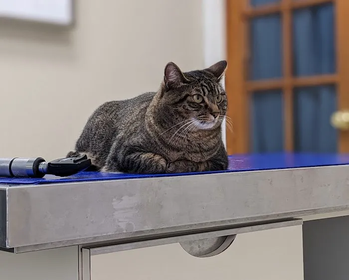 Hollywood Hill Animal Hospital 12