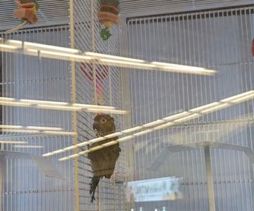Petco