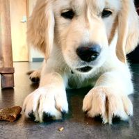 Woodinville Veterinary Hospital & Urgent Care Services ico