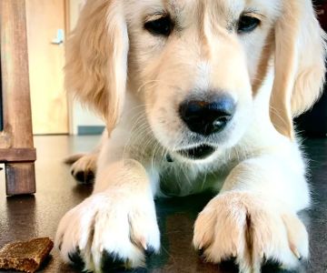 Woodinville Veterinary Hospital & Urgent Care Services