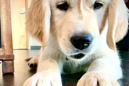 Woodinville Veterinary Hospital & Urgent Care Services